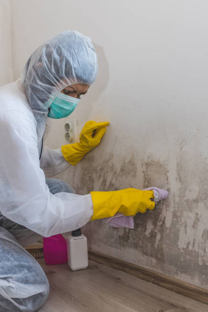 Best HVAC Mold Inspection and Cleaning  in Barbourville, KY