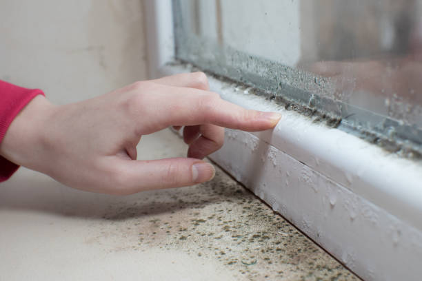 Best Mold Documentation for Insurance Claims  in Barbourville, KY
